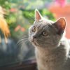 读者“三点半的猫”的头像，窗边的柔焦轮廓