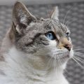 巅峰国际 进阶玩法专栏作者苏慕白的头像，暗色背景中侧脸剪影配金色轮廓光